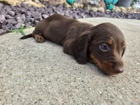 Nikki, a female Miniature Dachshund for sale in Carlyle, IL – 8 of 9
