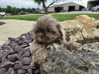 Sam, a male Shih Tzu for sale in Carlyle, IL – 2 of 9