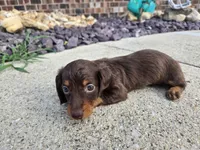 Kevin, a male Miniature Dachshund for sale in Carlyle, IL – 3 of 7
