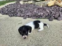 Eva, a female Miniature Dachshund for sale in Carlyle, IL – 4 of 8