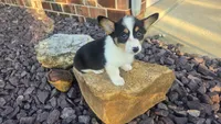 Dally, a female Cardigan Welsh Corgi and Pembroke Welsh Corgi for sale in Carlyle, IL – 2 of 7