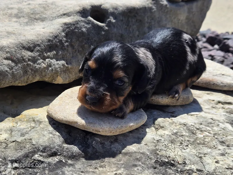 Charley  – Miniature Dachshund puppy for sale in Carlyle, IL