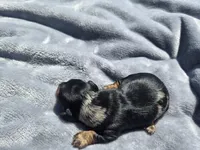 Charley , a male Miniature Dachshund for sale in Carlyle, IL – Photo 8 of 8