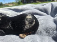 Charley , a male Miniature Dachshund for sale in Carlyle, IL – Photo 3 of 8