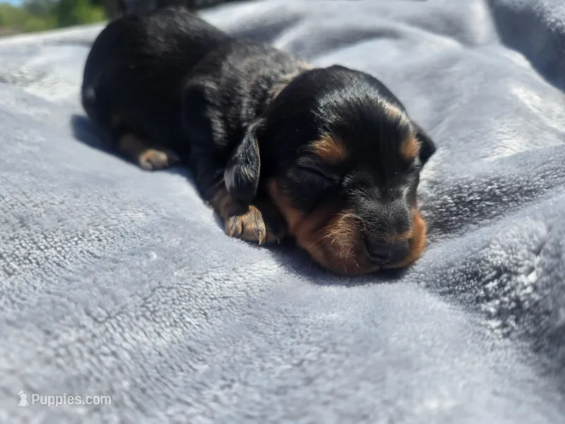 Charley  – Miniature Dachshund puppy for sale in Carlyle, IL