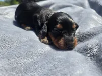 Charley , a male Miniature Dachshund for sale in Carlyle, IL – Photo 1 of 8