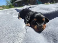 Charley , a male Miniature Dachshund for sale in Carlyle, IL – Photo 2 of 8