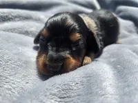 Charley , a male Miniature Dachshund for sale in Carlyle, IL – Photo 6 of 8