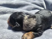 Charley , a male Miniature Dachshund for sale in Carlyle, IL – Photo 5 of 8