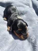 Charley , a male Miniature Dachshund for sale in Carlyle, IL – Photo 4 of 8