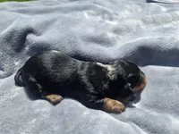 Charley , a male Miniature Dachshund for sale in Carlyle, IL – Photo 7 of 8