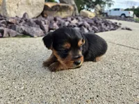 Stan, a male Yorkshire Terrier for sale in Carlyle, IL – 9 of 9