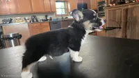Spur, a male Cardigan Welsh Corgi and Pembroke Welsh Corgi for sale in Carlyle, IL – 2 of 6