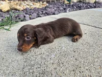 Kevin, a male Miniature Dachshund for sale in Carlyle, IL – 4 of 7