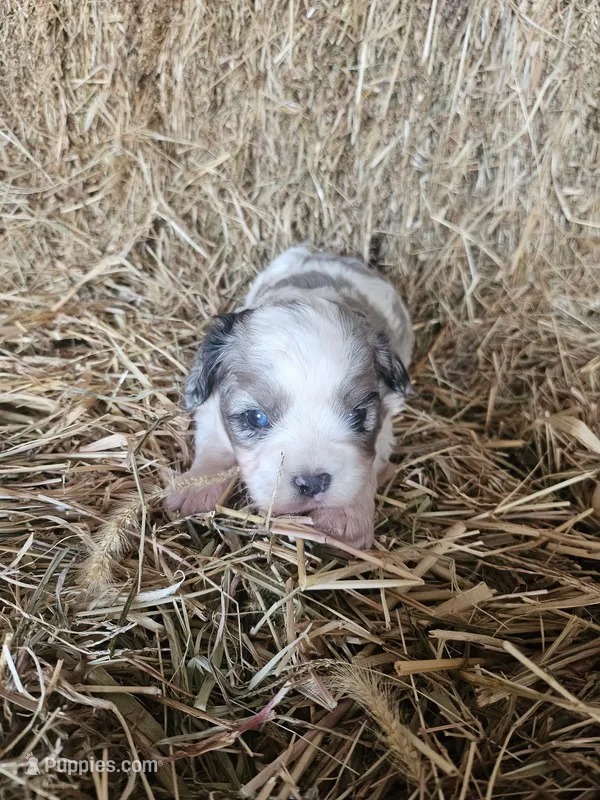 Dale – Cavapoo puppy for sale in Carlyle, IL