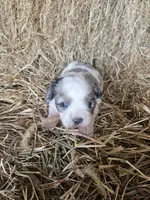 Dale, a male Cavapoo for sale in Carlyle, IL – 1 of 4