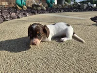 Chelsea, a female Miniature Dachshund for sale in Carlyle, IL – 6 of 10