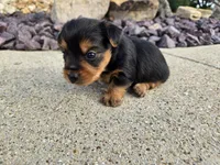 Stan, a male Yorkshire Terrier for sale in Carlyle, IL – 6 of 9