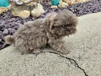 Sam, a male Shih Tzu for sale in Carlyle, IL – 6 of 9