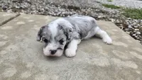 Walter , a male Cavapoo for sale in Carlyle, IL – 3 of 5