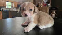 Haze, a male Cardigan Welsh Corgi and Pembroke Welsh Corgi for sale in Carlyle, IL – 5 of 7