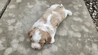 Wilbur, a male Cavapoo for sale in Carlyle, IL – 5 of 6