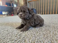 Ray, a male Shihpoo for sale in Carlyle, IL – Photo 2 of 8