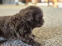 Ray, a male Shihpoo for sale in Carlyle, IL – Photo 8 of 8