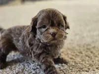 Ray, a male Shihpoo for sale in Carlyle, IL – Photo 7 of 8