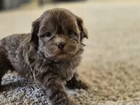 Ray, a male Shihpoo for sale in Carlyle, IL – Photo 1 of 8