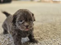 Ray, a male Shihpoo for sale in Carlyle, IL – Photo 6 of 8