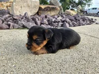 Stan, a male Yorkshire Terrier for sale in Carlyle, IL – 8 of 9