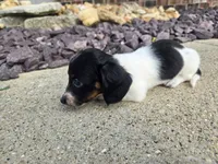 Eva, a female Miniature Dachshund for sale in Carlyle, IL – 8 of 8
