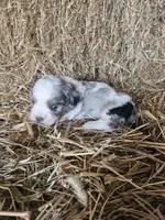 Dale, a male Cavapoo for sale in Carlyle, IL – 4 of 4