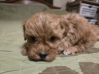 Nutmeg, a male Shihpoo for sale in Carlyle, IL – Photo 4 of 7