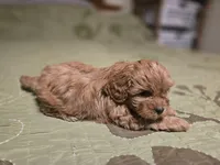 Nutmeg, a male Shihpoo for sale in Carlyle, IL – Photo 7 of 7