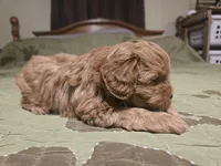 Nutmeg, a male Shihpoo for sale in Carlyle, IL – Photo 2 of 7