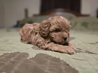 Nutmeg, a male Shihpoo for sale in Carlyle, IL – Photo 6 of 7