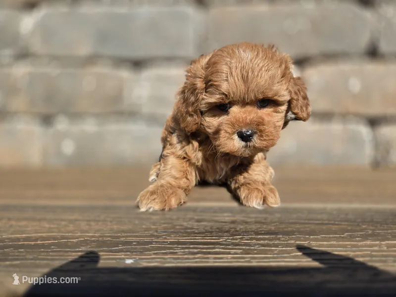 Nutmeg – Shihpoo puppy for sale in Carlyle, IL