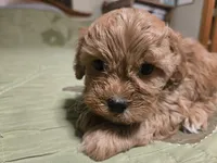 Nutmeg, a male Shihpoo for sale in Carlyle, IL – Photo 1 of 7