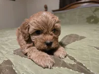 Nutmeg, a male Shihpoo for sale in Carlyle, IL – Photo 3 of 7