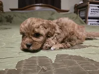 Nutmeg, a male Shihpoo for sale in Carlyle, IL – Photo 5 of 7