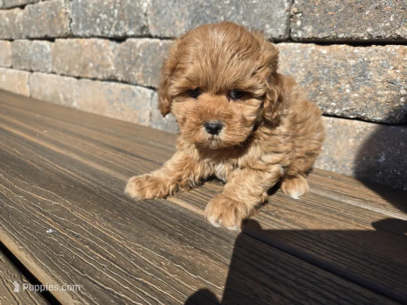 Nutmeg – Shihpoo puppy for sale in Carlyle, IL