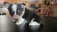 Dally, a female Cardigan Welsh Corgi and Pembroke Welsh Corgi for sale in Carlyle, IL – 8 of 8