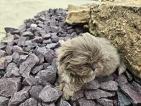 Sam, a male Shih Tzu for sale in Carlyle, IL – 8 of 9