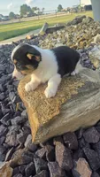 Dally, a female Cardigan Welsh Corgi and Pembroke Welsh Corgi for sale in Carlyle, IL – 5 of 7