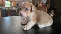 Haze, a male Cardigan Welsh Corgi and Pembroke Welsh Corgi for sale in Carlyle, IL – 6 of 7