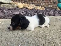 Eva, a female Miniature Dachshund for sale in Carlyle, IL – 2 of 8