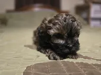 Curry , a male Shihpoo for sale in Carlyle, IL – Photo 7 of 9