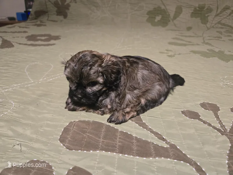Curry  – Shihpoo puppy for sale in Carlyle, IL